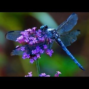 Meet your Posher, Mishelle